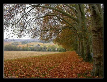 tombe les feuilles  morte